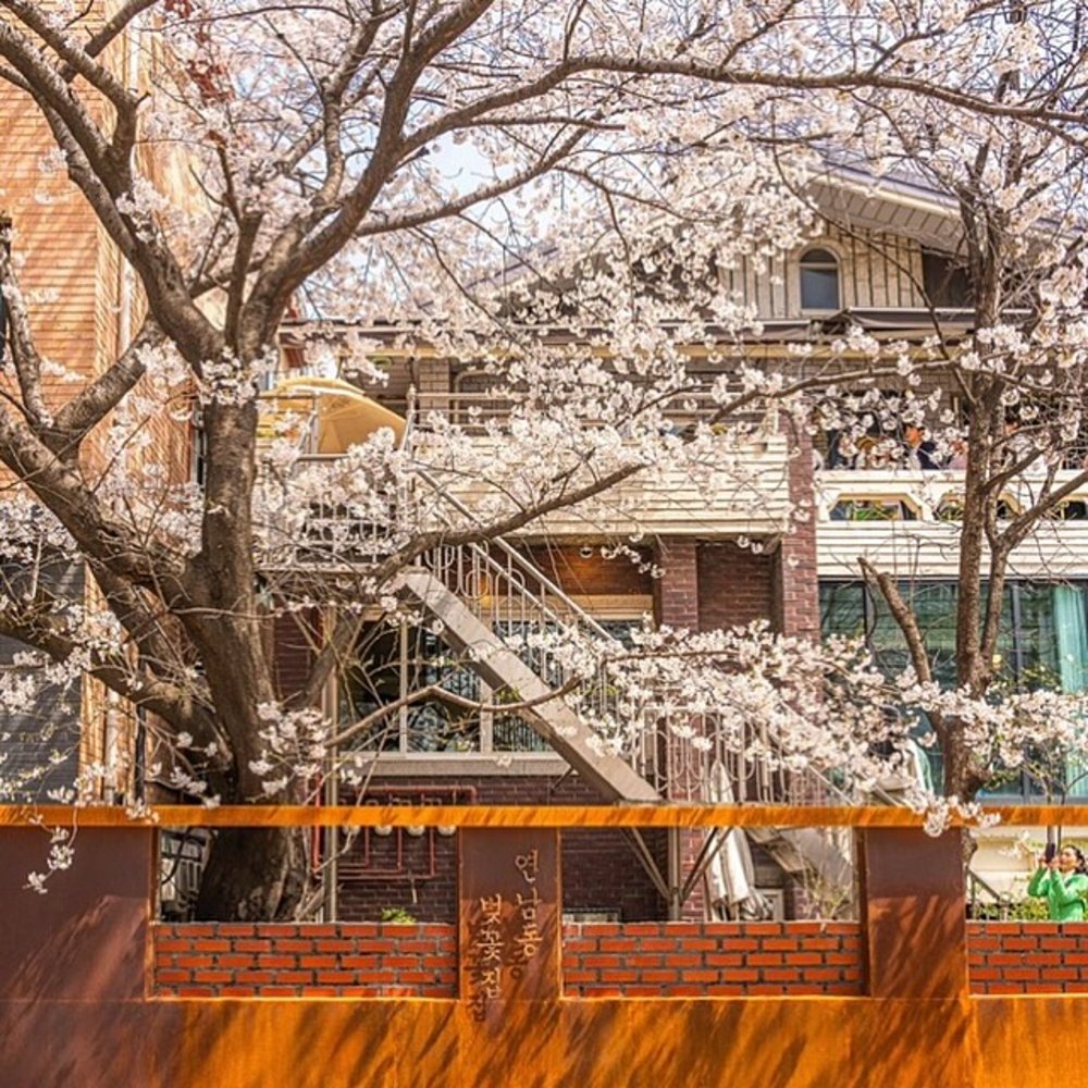 延南洞櫻花家櫻花, 韓國櫻花, 首爾櫻花Cafe, 首爾 櫻花 時間, 首爾4月櫻花