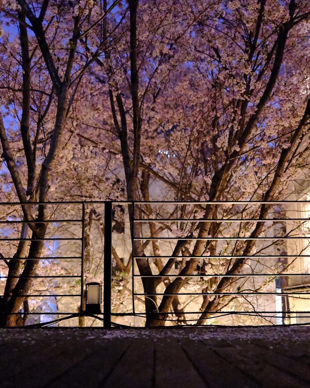 GREYLAB櫻花, 韓國櫻花, 首爾櫻花Cafe, 首爾 櫻花 時間, 首爾4月櫻花