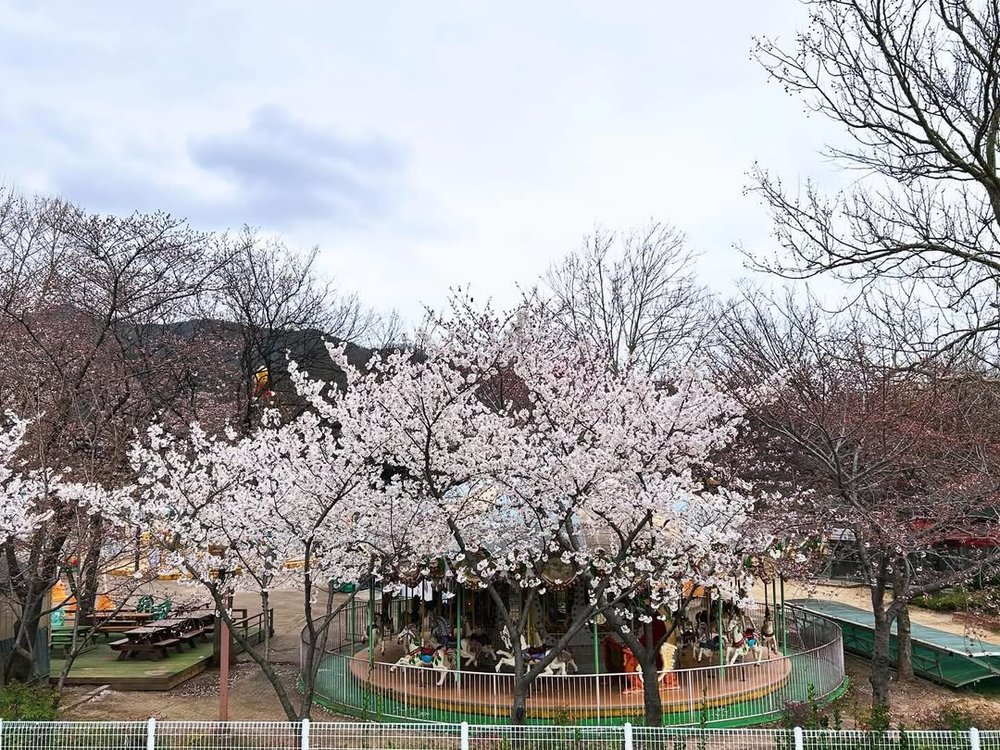 韓國櫻花, 大邱櫻花, 韓國櫻花花期, 大邱