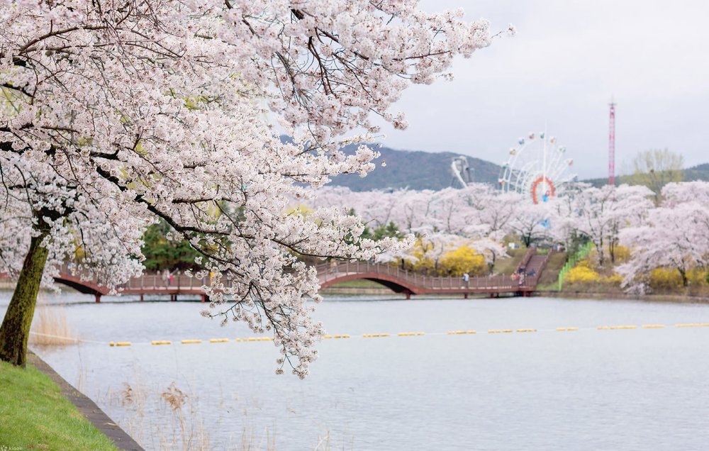韓國櫻花, 慶州櫻花, 韓國櫻花花期, 普門觀光園區