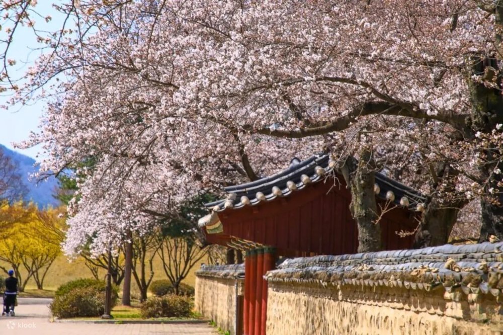 韓國櫻花, 慶州櫻花, 韓國櫻花花期, 佛國寺