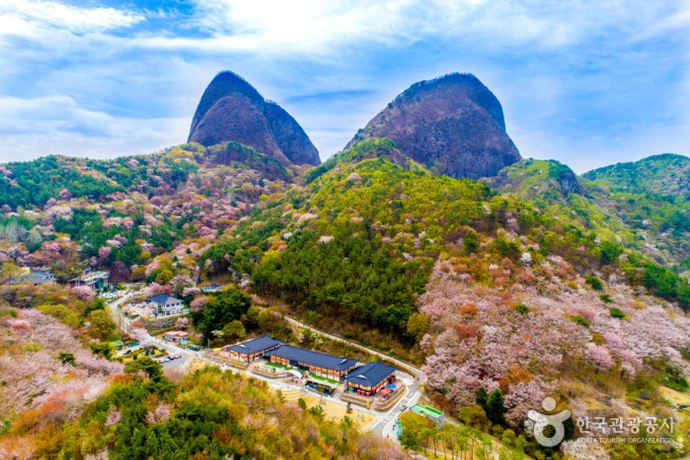 韓國櫻花, 全州櫻花, 韓國櫻花花期, 馬耳山道立公園