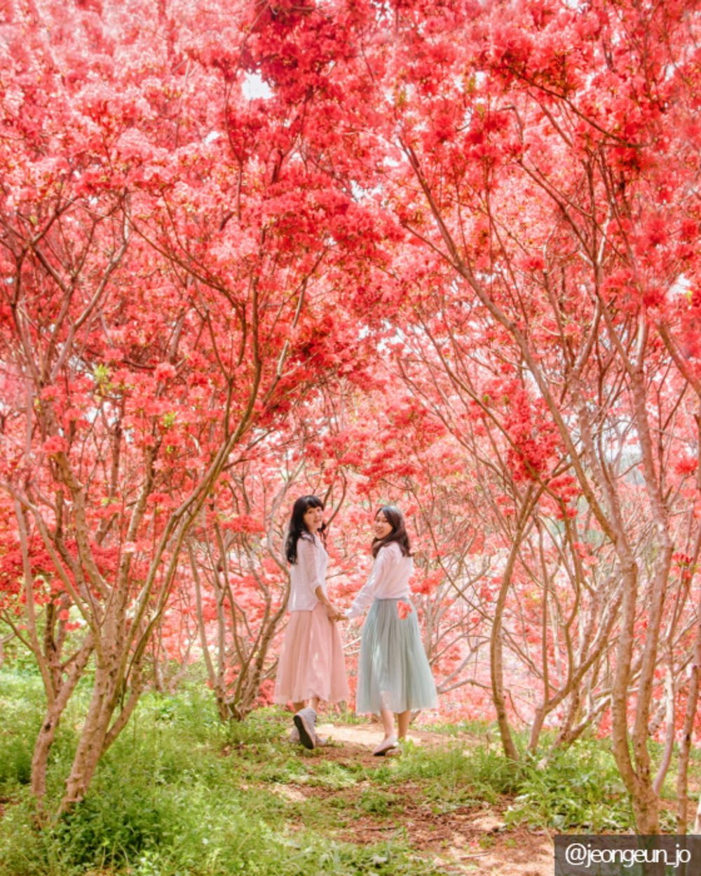 韓國櫻花, 全州櫻花, 韓國櫻花花期, 完山公園八重櫻花路