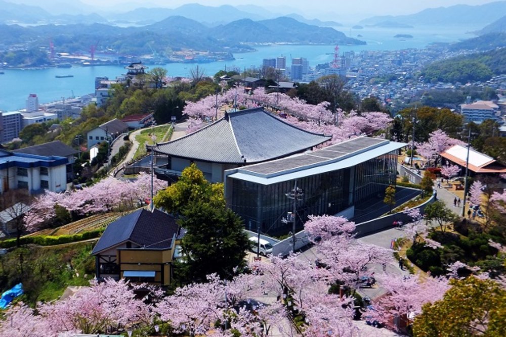 千光寺公園櫻花