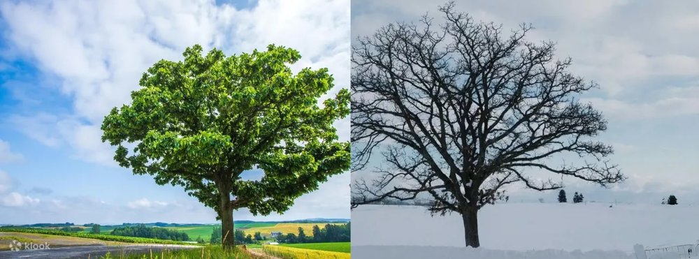 Ken & Mery 之樹,美瑛景點