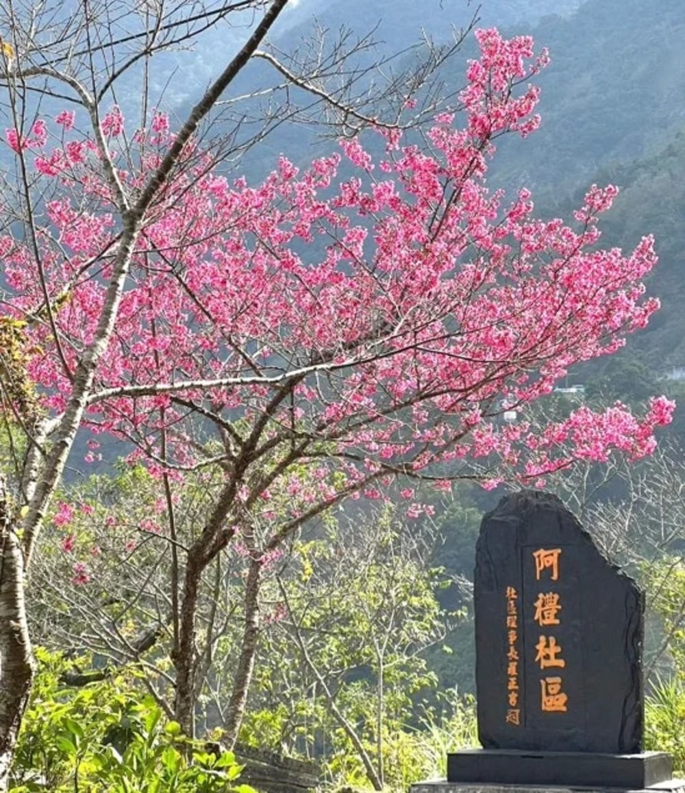 屏東霧台櫻花