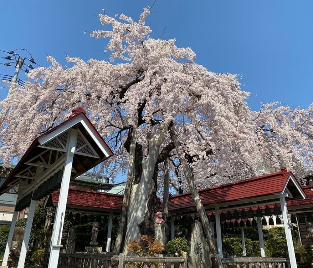 仙台櫻花