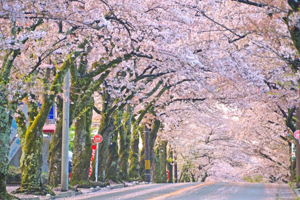 靜岡伊豆櫻花景點, 伊豆高原櫻花並木