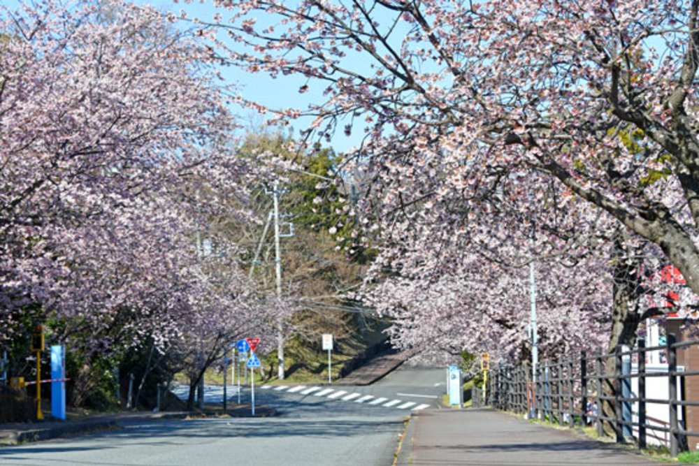 靜岡伊豆櫻花景點, 伊豆高原櫻花並木