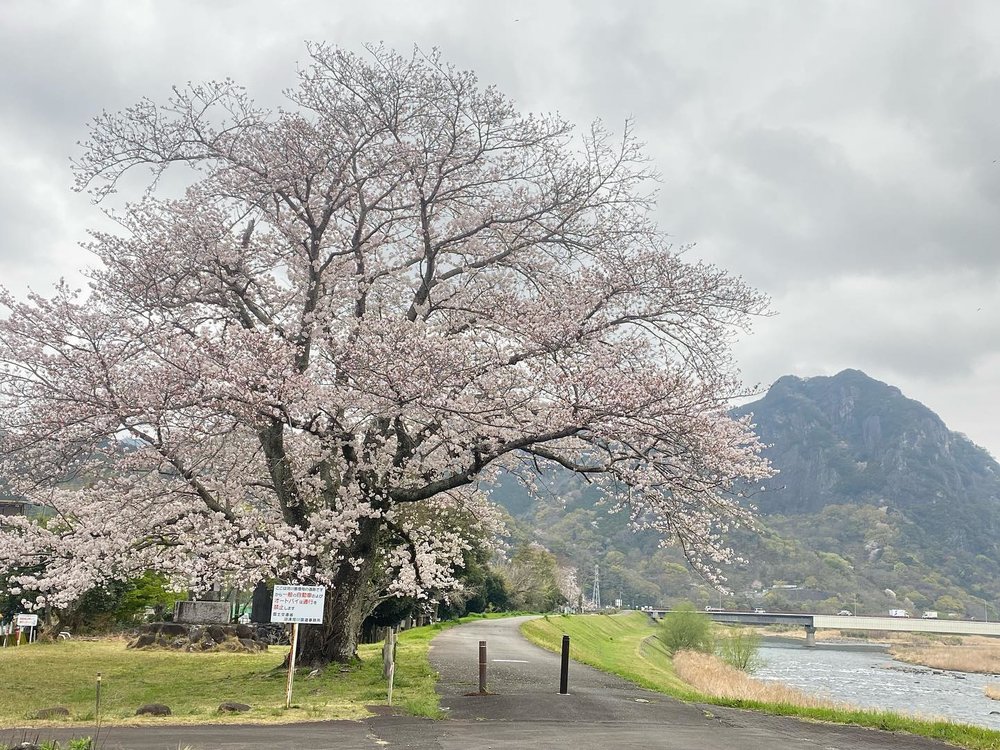 靜岡伊豆櫻花景點,狩野川櫻花公園