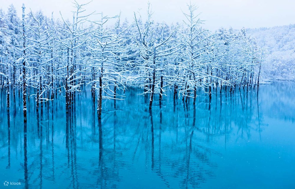 北海道 富良野 美瑛 北海道景點 富良野景點 美瑛景點 富良野酒店  富良野景點冬天 富良野景點春天 富良野景點夏天 富良野景點2025