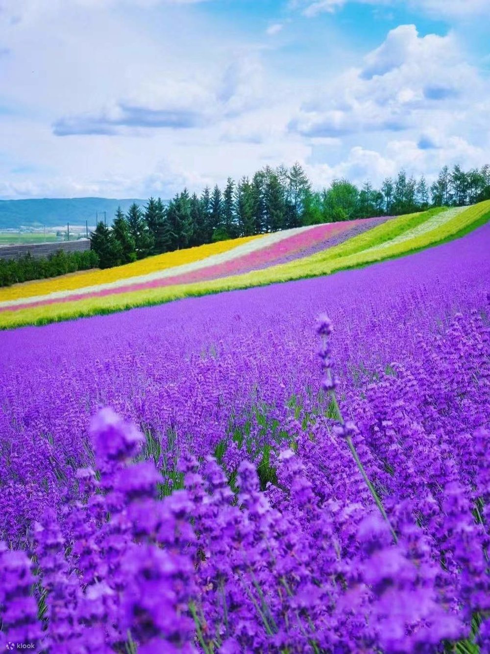 北海道 富良野 美瑛 北海道景點 富良野景點 美瑛景點 富良野酒店  富良野景點冬天 富良野景點春天 富良野景點夏天 富良野景點2025