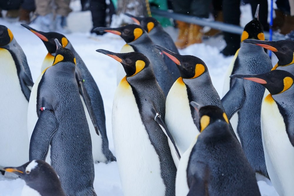 旭川 旭川景點 北海道 北海道景點 北海道親子遊 北海道自由行 北海道景點2025 旭山動物園 旭山動物園企鵝 旭山動物園企鵝散步 旭山動物園冬天 旭山動物園冬季 旭山動物園北極熊