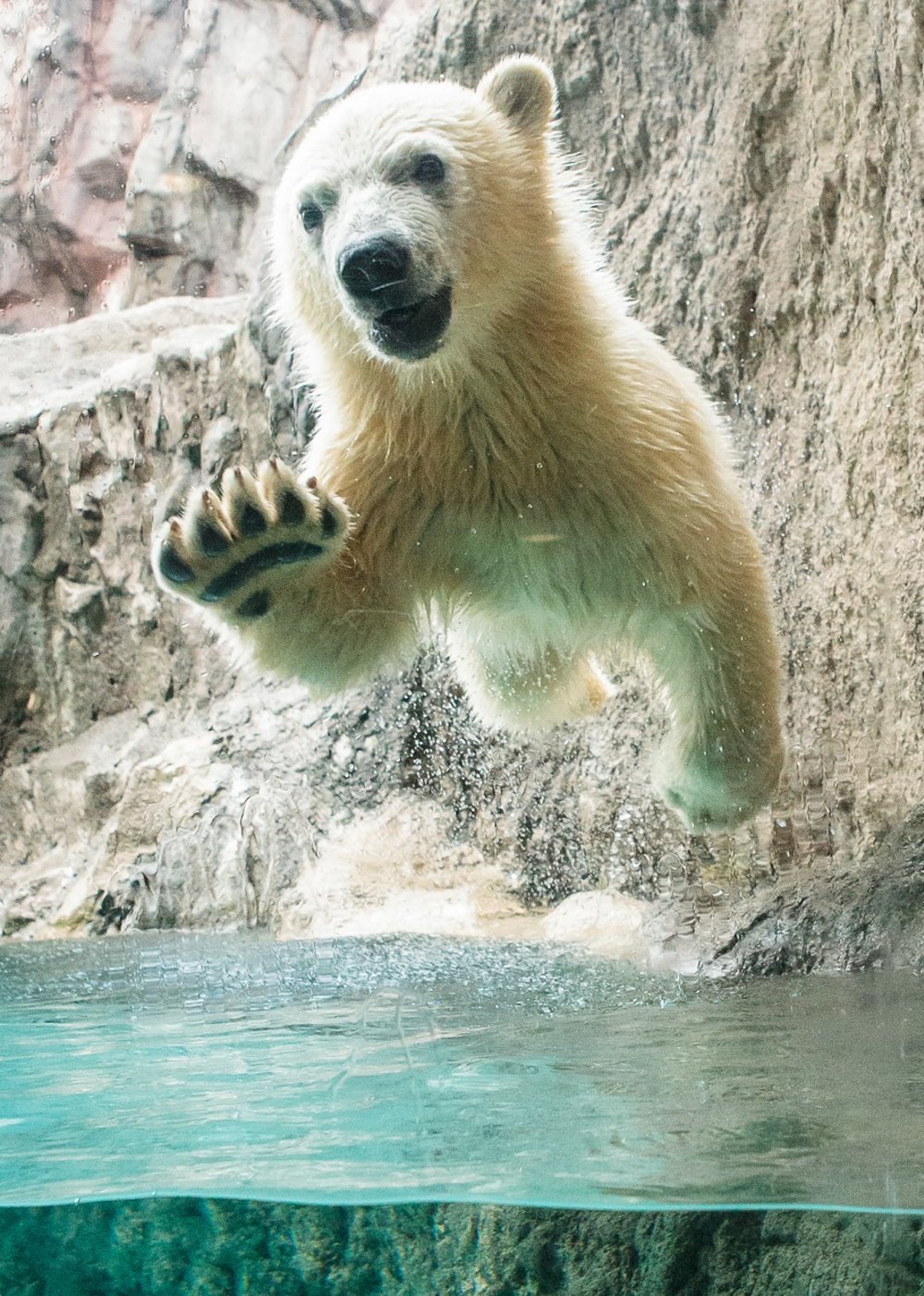 旭川 旭川景點 北海道 北海道景點 北海道親子遊 北海道自由行 北海道景點2025 旭山動物園 旭山動物園企鵝 旭山動物園企鵝散步 旭山動物園冬天 旭山動物園冬季 旭山動物園北極熊