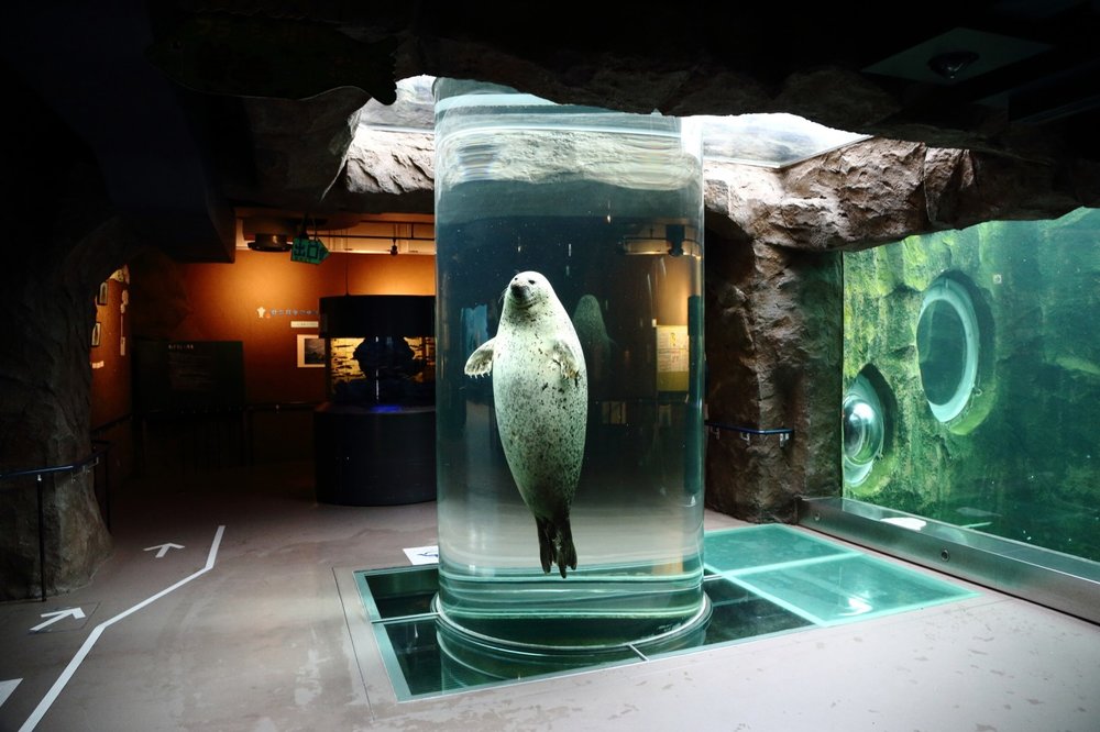 旭川 旭川景點 北海道 北海道景點 北海道親子遊 北海道自由行 北海道景點2025 旭山動物園 旭山動物園企鵝 旭山動物園企鵝散步 旭山動物園冬天 旭山動物園冬季 旭山動物園北極熊