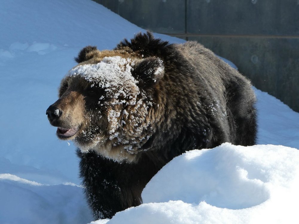 旭川 旭川景點 北海道 北海道景點 北海道親子遊 北海道自由行 北海道景點2025 旭山動物園 旭山動物園企鵝 旭山動物園企鵝散步 旭山動物園冬天 旭山動物園冬季 旭山動物園北極熊
