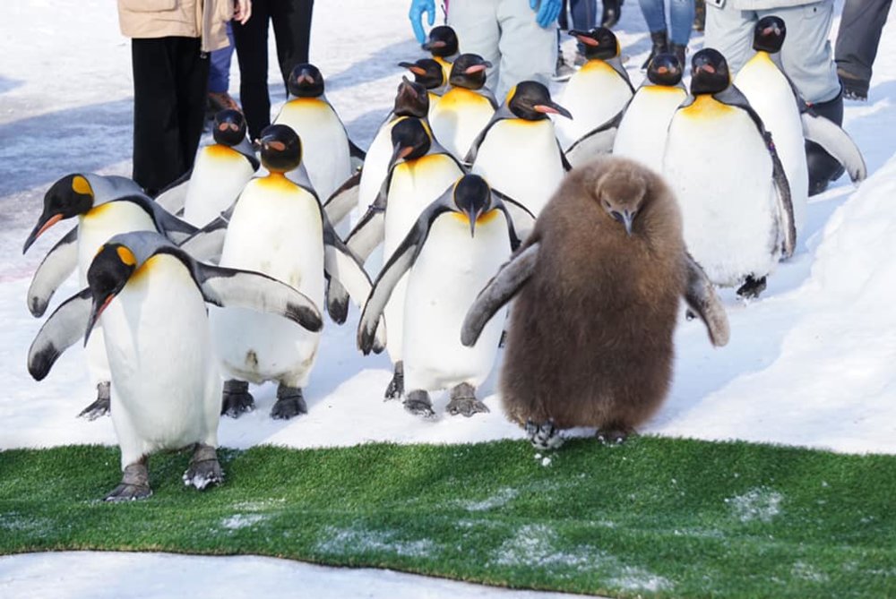 旭川 旭川景點 北海道 北海道景點 北海道親子遊 北海道自由行 北海道景點2025 旭山動物園 旭山動物園企鵝 旭山動物園企鵝散步 旭山動物園冬天 旭山動物園冬季 旭山動物園北極熊