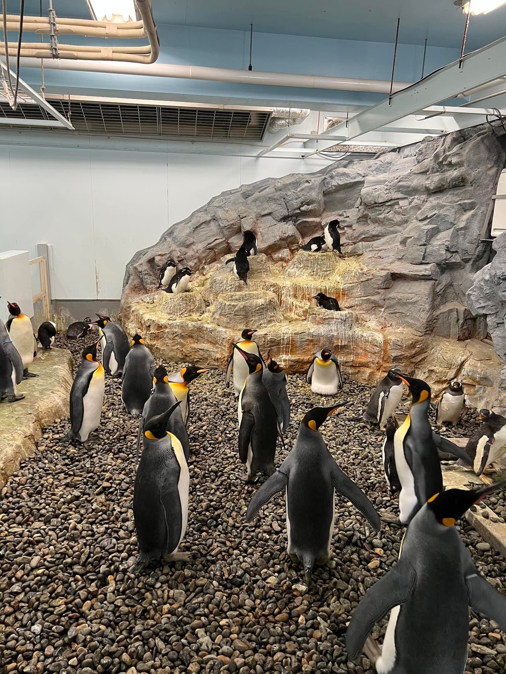 旭川 旭川景點 北海道 北海道景點 北海道親子遊 北海道自由行 北海道景點2025 旭山動物園 旭山動物園企鵝 旭山動物園企鵝散步 旭山動物園冬天 旭山動物園冬季 旭山動物園北極熊