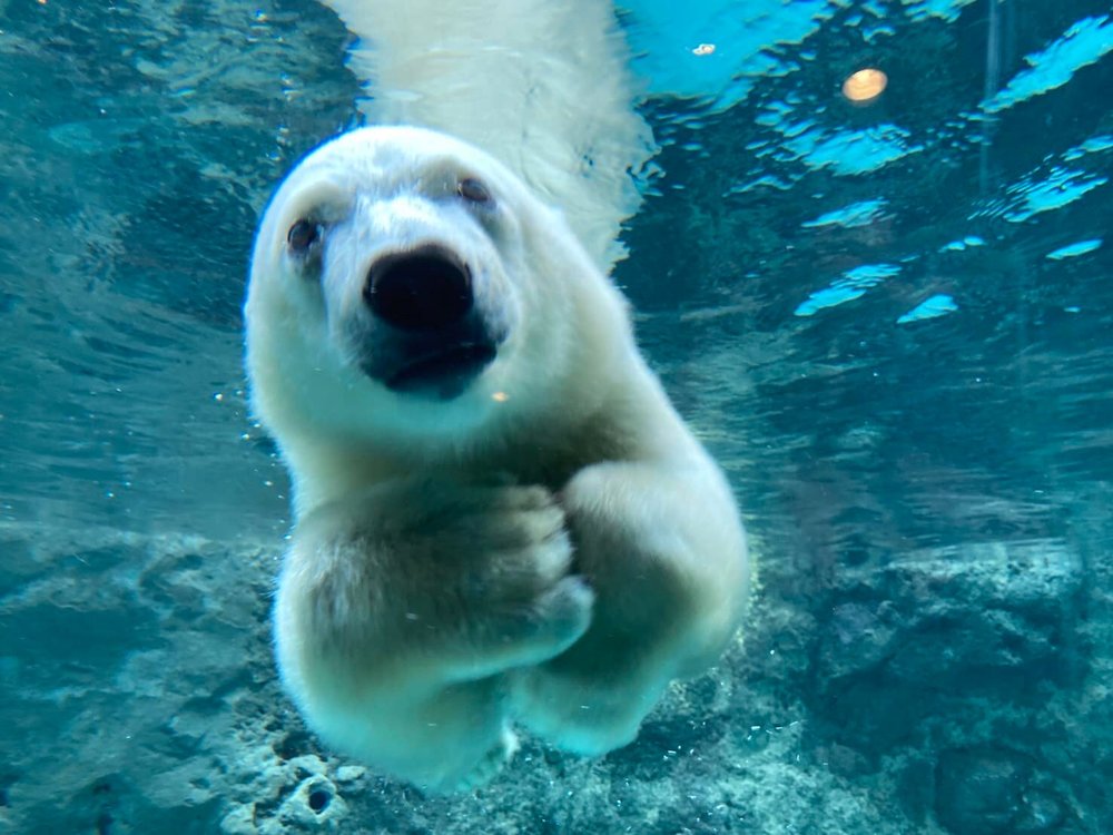 旭川 旭川景點 北海道 北海道景點 北海道親子遊 北海道自由行 北海道景點2025 旭山動物園 旭山動物園企鵝 旭山動物園企鵝散步 旭山動物園冬天 旭山動物園冬季 旭山動物園北極熊