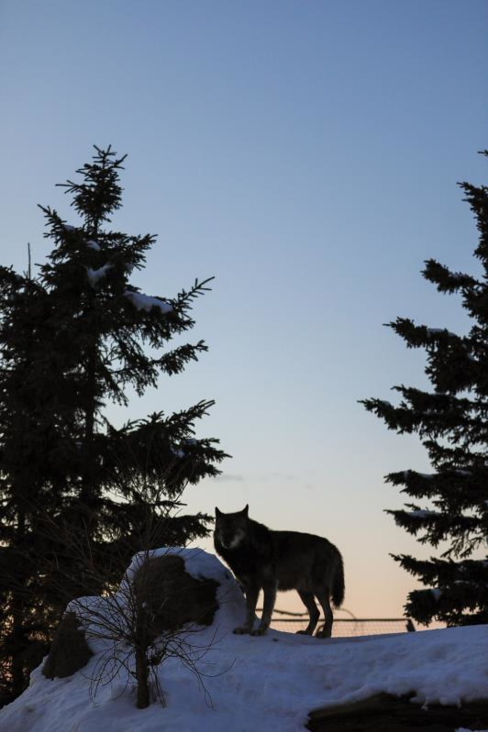 旭川 旭川景點 北海道 北海道景點 北海道親子遊 北海道自由行 北海道景點2025 旭山動物園 旭山動物園企鵝 旭山動物園企鵝散步 旭山動物園冬天 旭山動物園冬季 旭山動物園北極熊