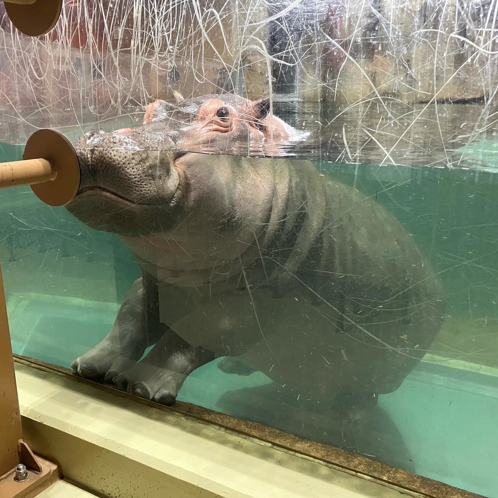 旭川 旭川景點 北海道 北海道景點 北海道親子遊 北海道自由行 北海道景點2025 旭山動物園 旭山動物園企鵝 旭山動物園企鵝散步 旭山動物園冬天 旭山動物園冬季 旭山動物園北極熊