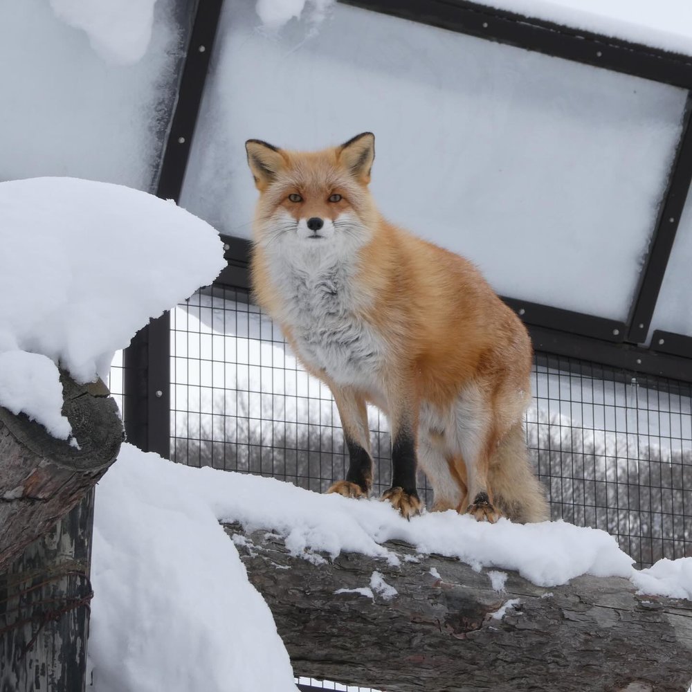 旭川 旭川景點 北海道 北海道景點 北海道親子遊 北海道自由行 北海道景點2025 旭山動物園 旭山動物園企鵝 旭山動物園企鵝散步 旭山動物園冬天 旭山動物園冬季 旭山動物園北極熊