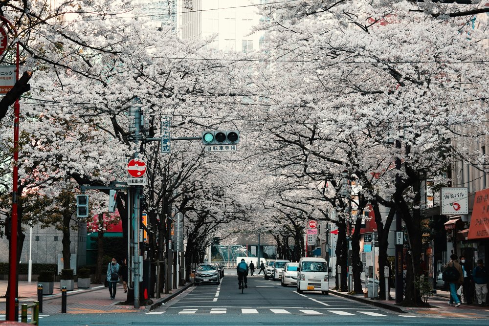 Cherry Blossom trees
