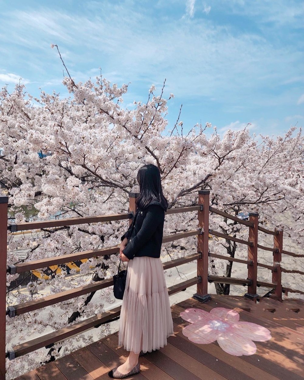 韓國櫻花, 大邱櫻花, 韓國櫻花花期, 花甫羅東山