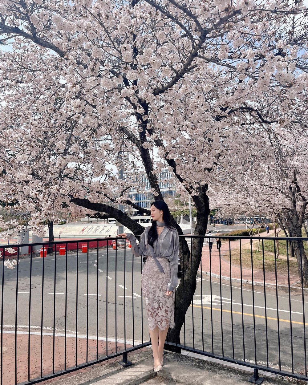 韓國櫻花, 大邱櫻花, 韓國櫻花花期, 慶北大學