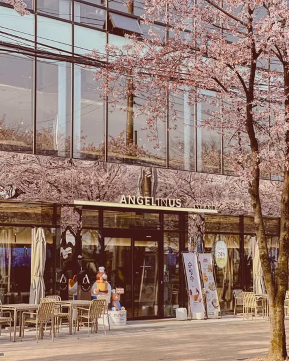 韓國櫻花, 大邱櫻花, 韓國櫻花花期, 大邱