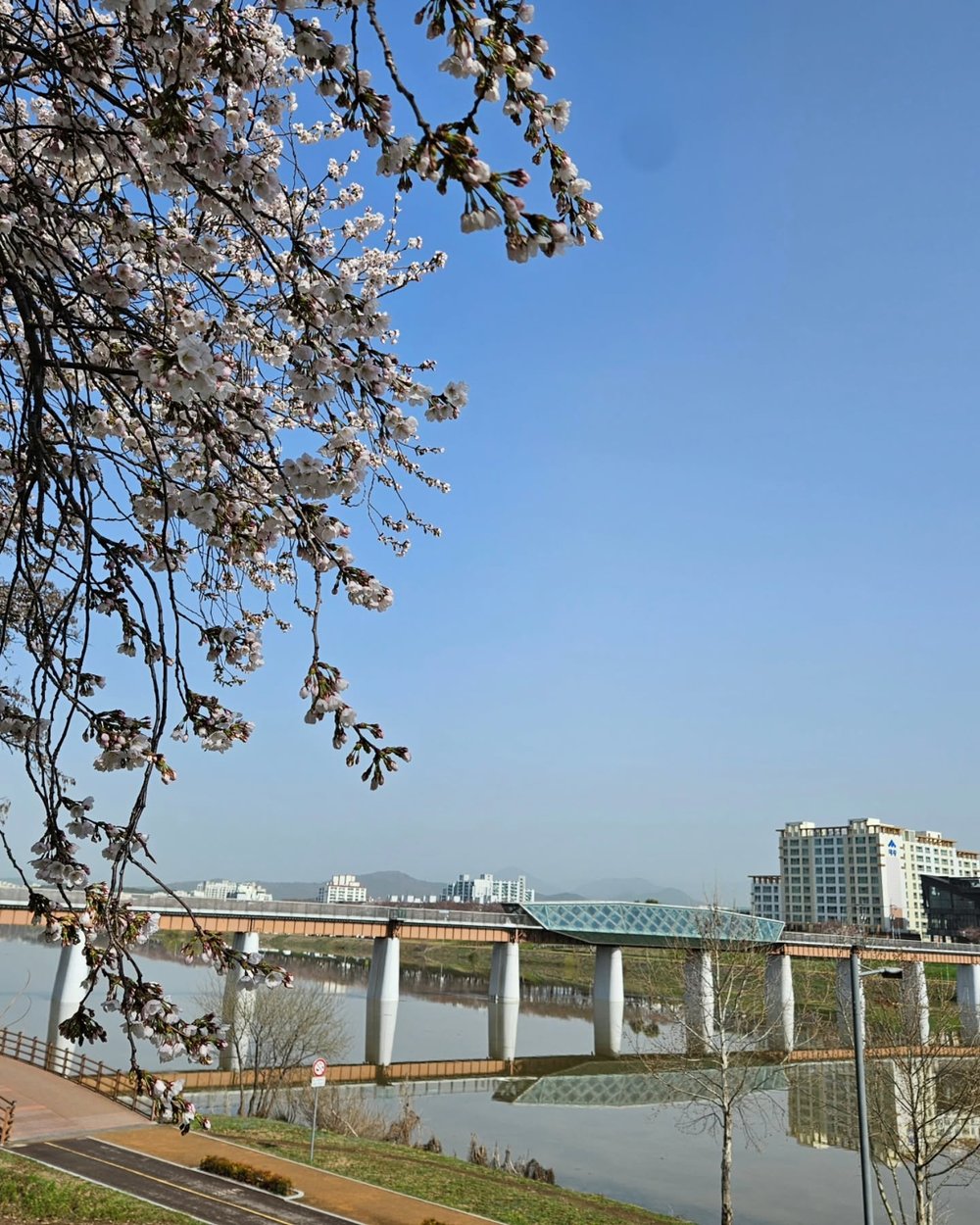 韓國櫻花, 大邱櫻花, 韓國櫻花花期, 琴湖江峨洋橋