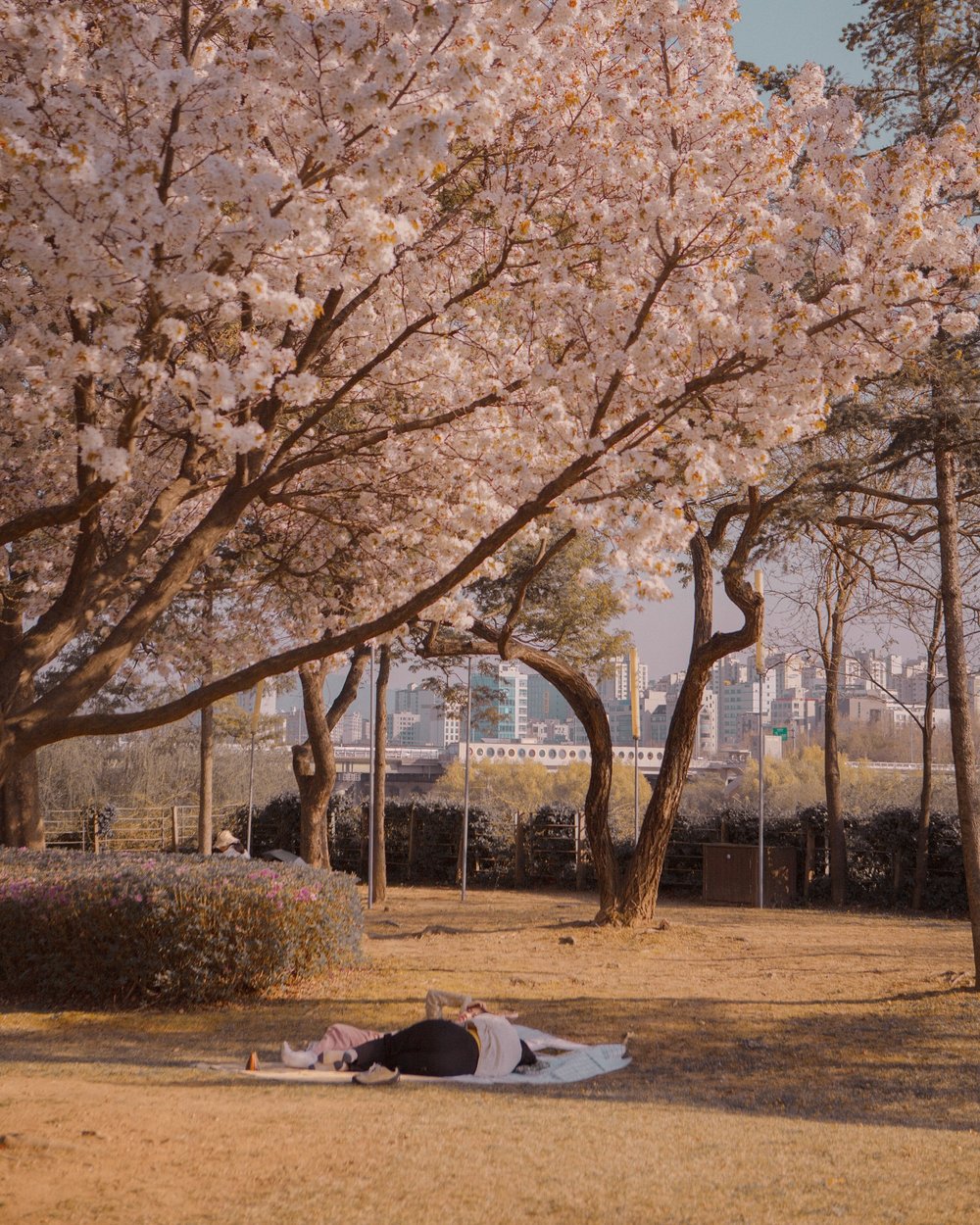 仙遊島公園櫻花, 韓國櫻花, 首爾櫻花, 兒童大公園, 首爾 櫻花 時間, 首爾4月櫻花