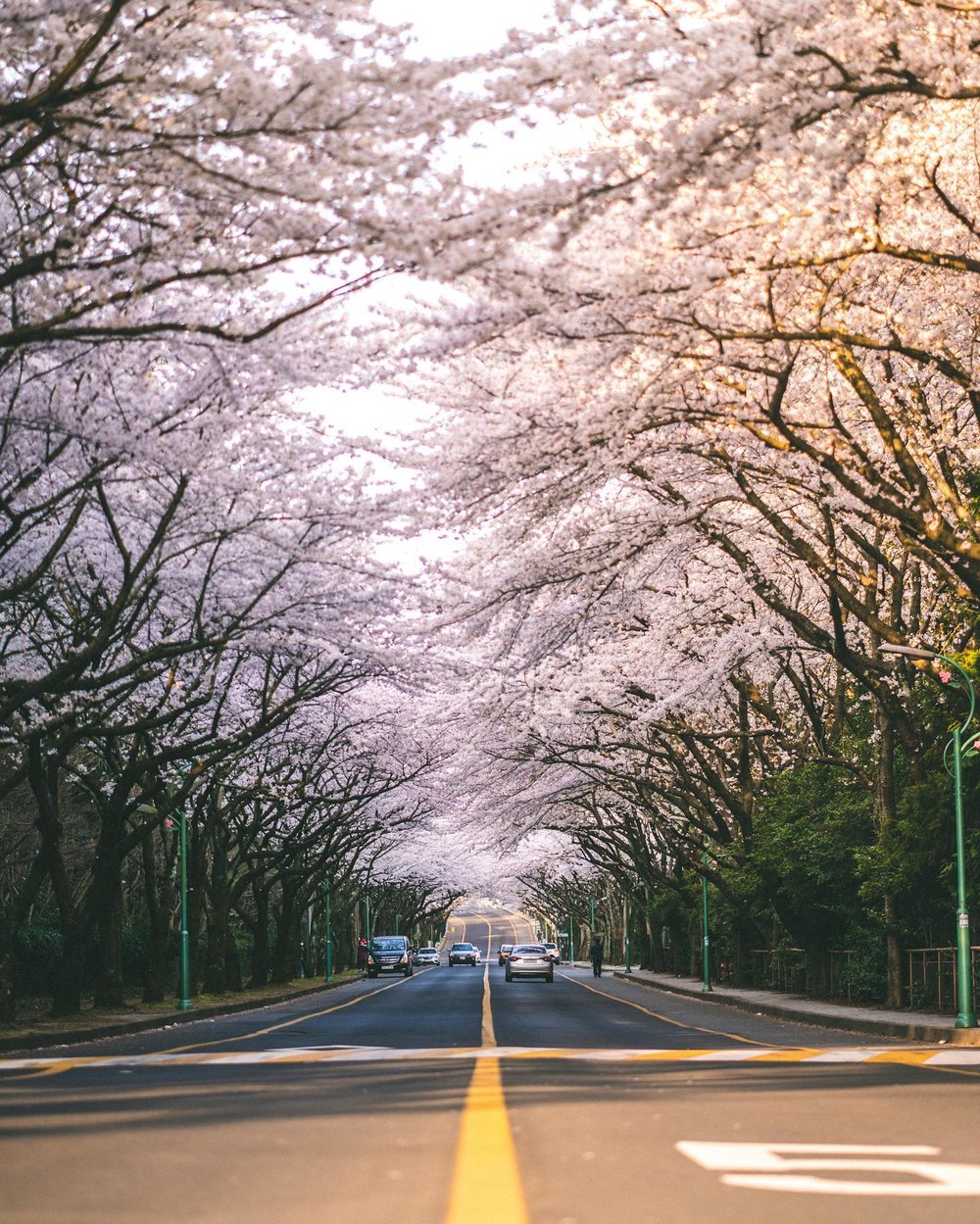 韓國櫻花, 濟州櫻花, 韓國櫻花花期, 濟州大學櫻花