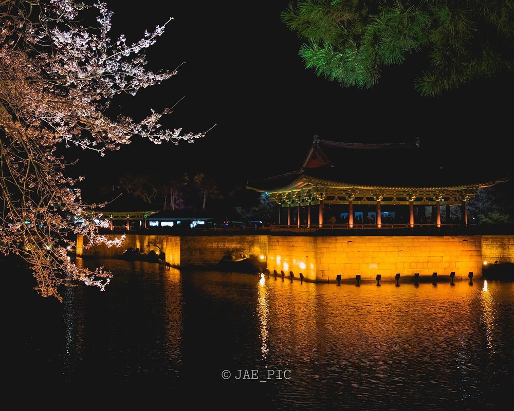 韓國櫻花, 慶州櫻花, 韓國櫻花花期, 東宮和月池