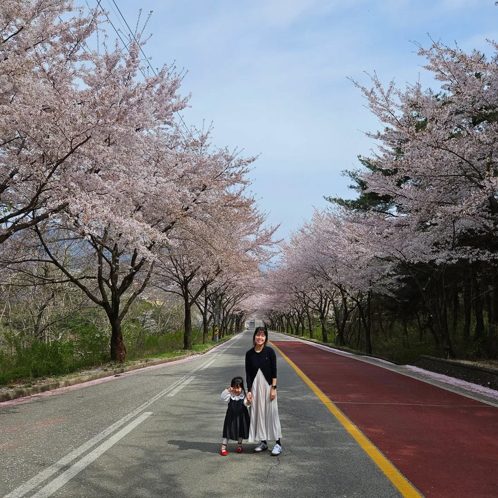 韓國櫻花, 大邱櫻花, 韓國櫻花花期, 八公山