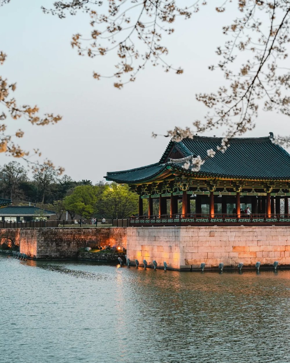韓國櫻花, 慶州櫻花, 韓國櫻花花期, 東宮和月池