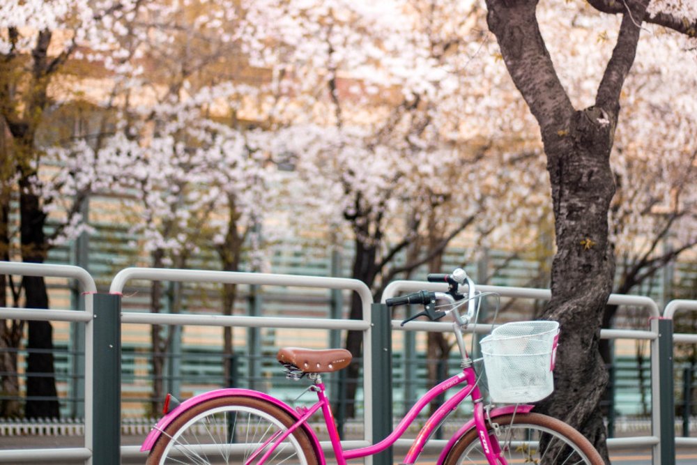 shimanami kaido - pink bikew ith cherry blossoms in the background