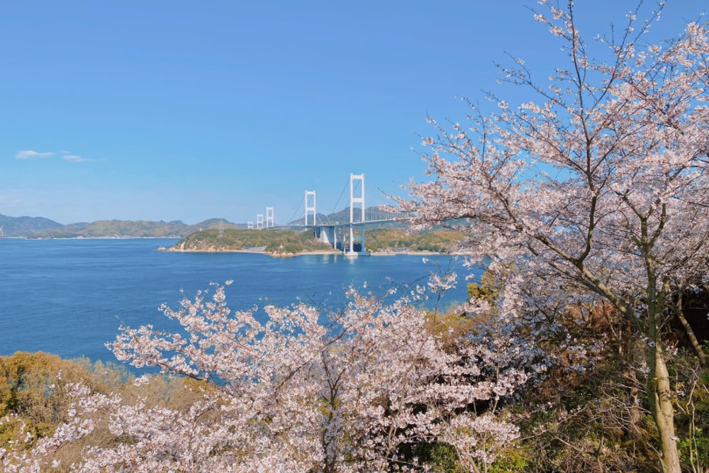 shimanami kaido cherry blossom