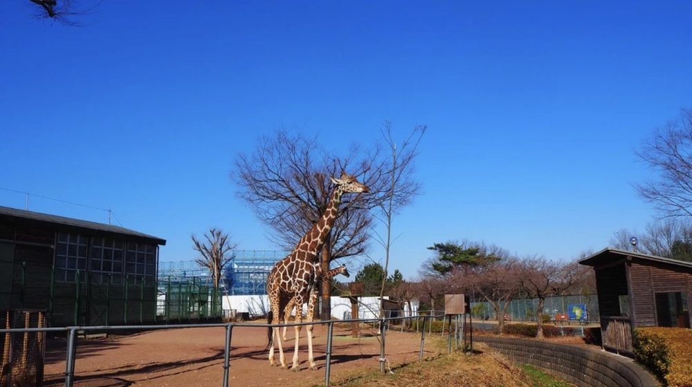 saitama children zoo