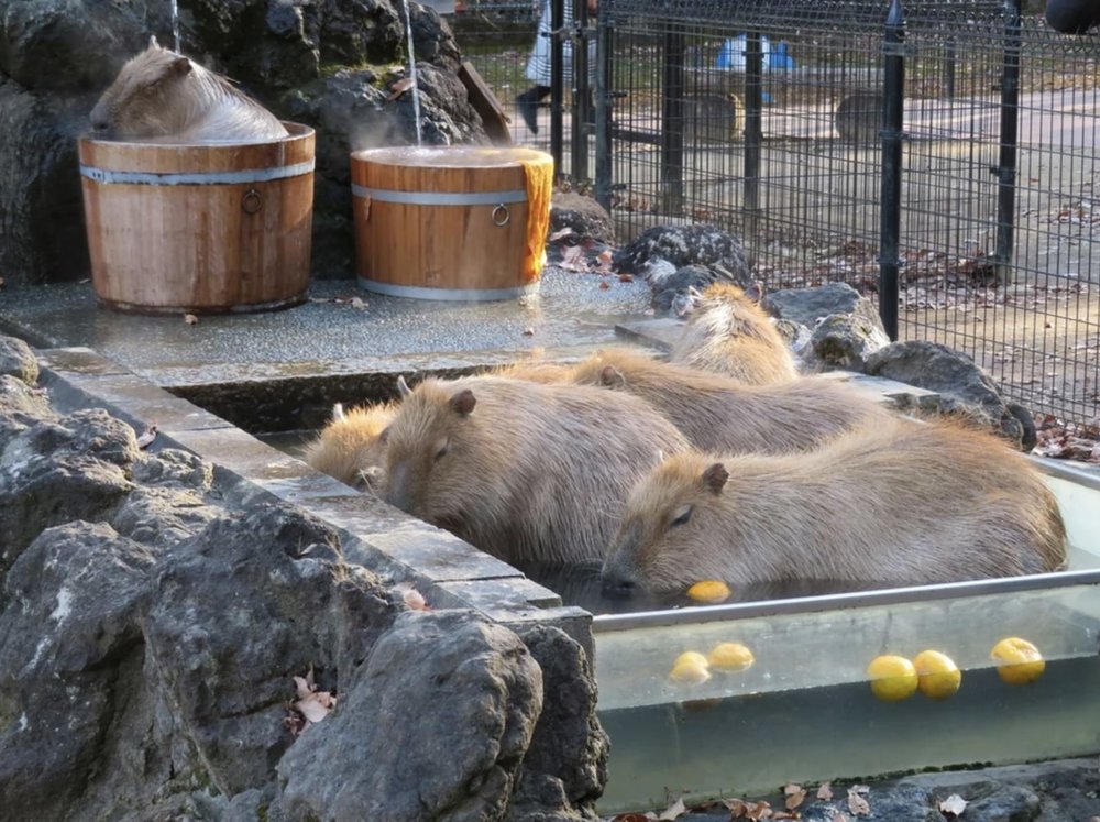 saitama zoo