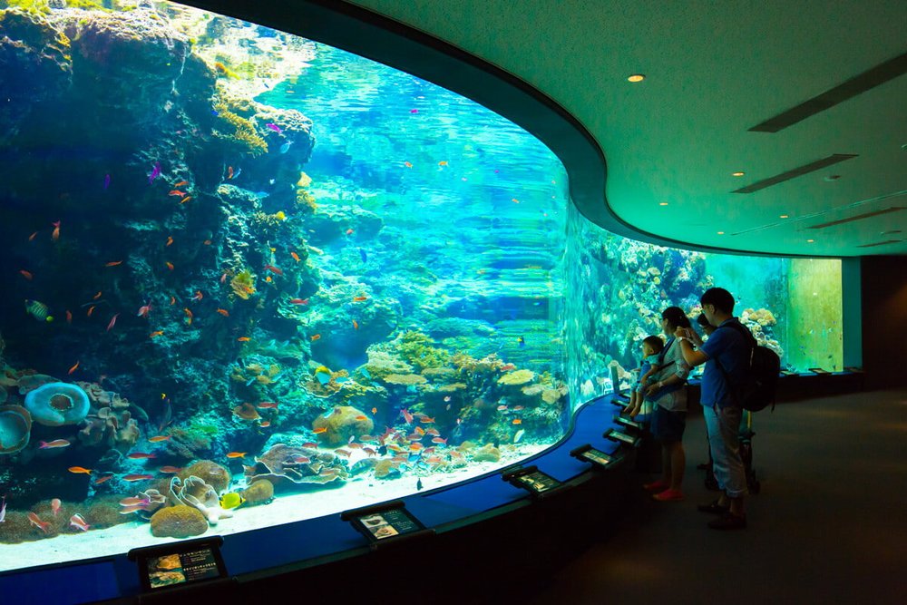 沖繩美麗海水族館,沖繩景點,沖繩水族館