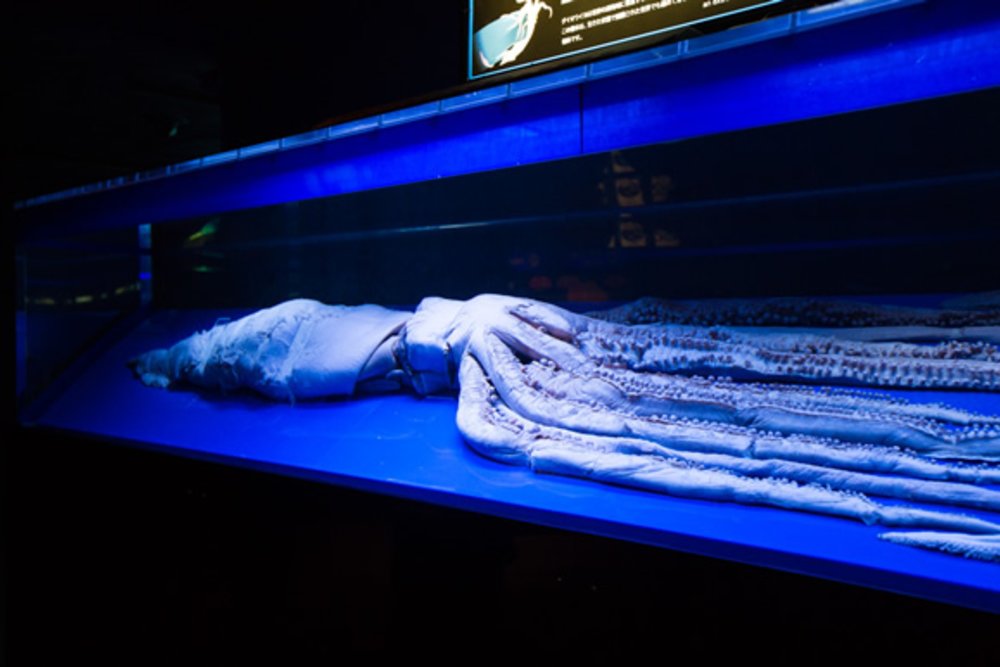 沖繩美麗海水族館,沖繩景點,沖繩水族館