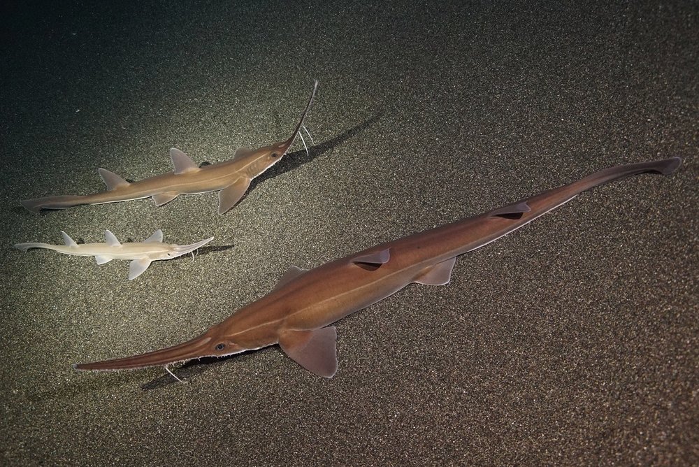 沖繩美麗海水族館,沖繩景點,沖繩水族館