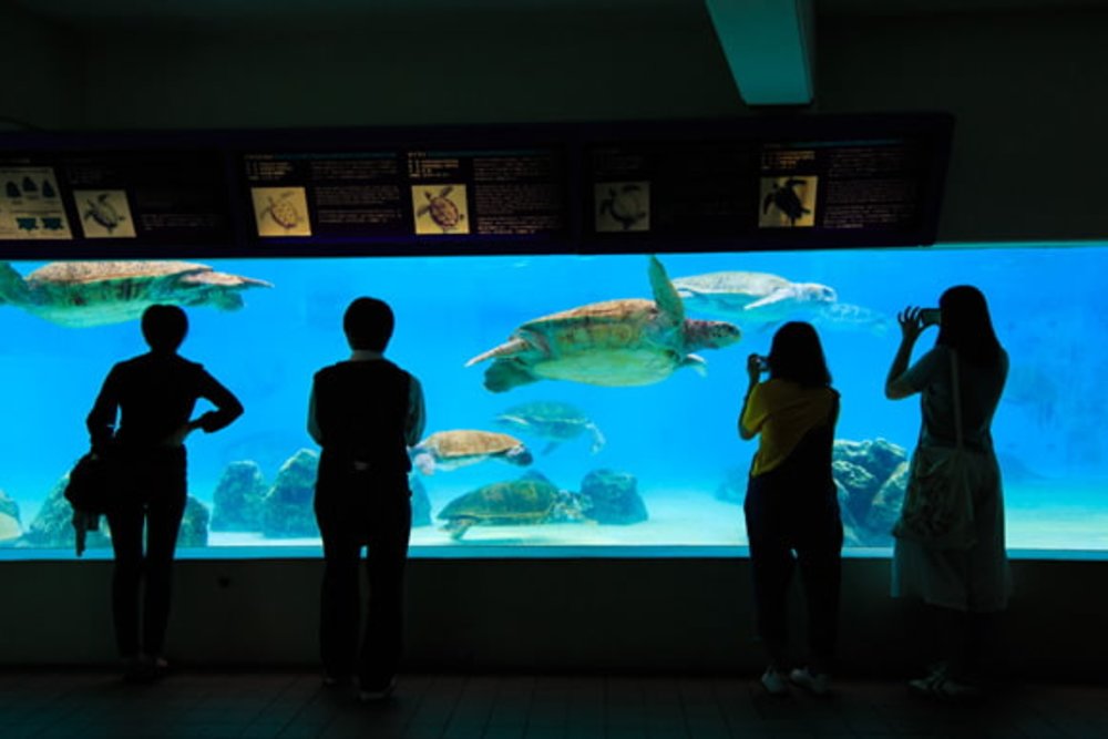 沖繩美麗海水族館,沖繩景點,沖繩水族館