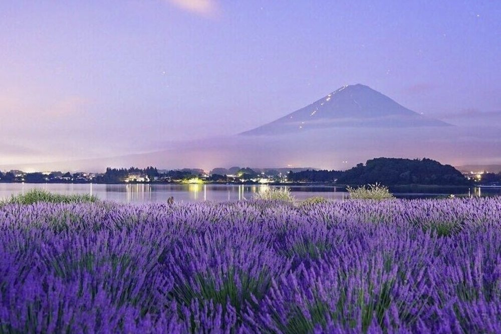 河口湖大石公園｜推薦薰衣草花季