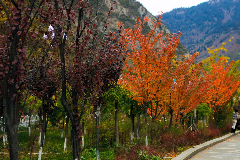 Tour Độc Quyền 6 Ngày Vào Thành Đô Đến Cửu Trại Câu Và Núi Tứ Cô Nương Ở Tứ Xuyên