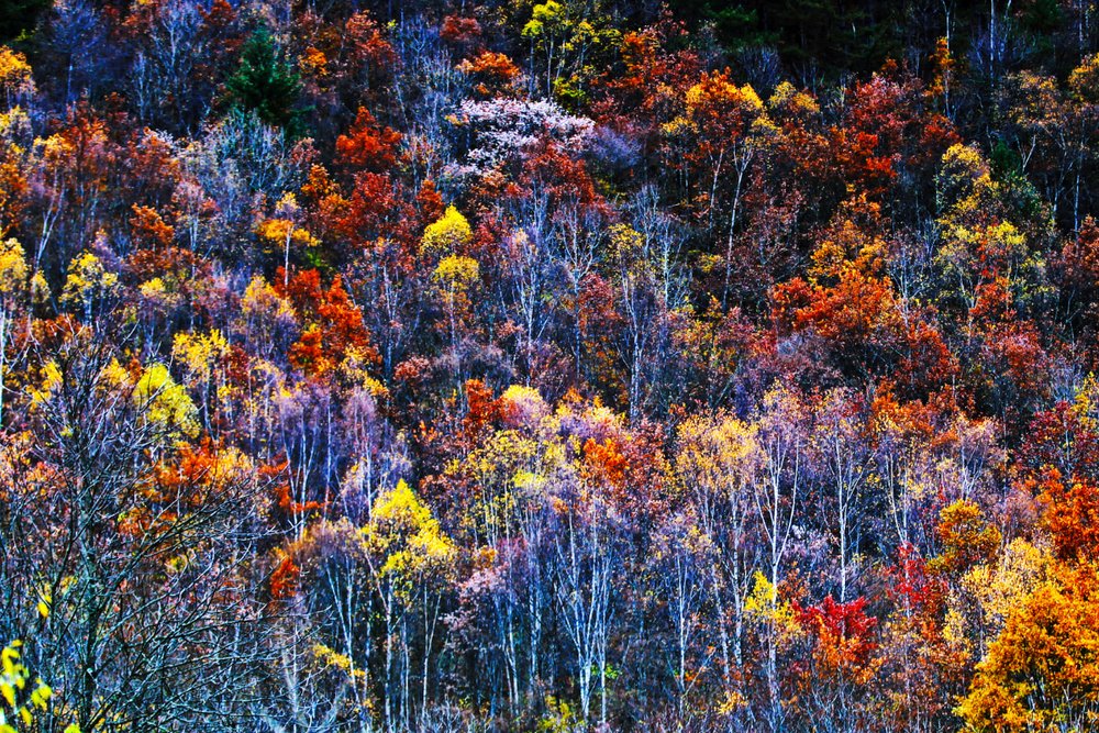 Tour Tham Quan Toàn Cảnh Aba 5 Ngày Đến Tây Tứ Xuyên (Cửu Trại Câu + Núi Siguniang + Bipenggou + Sông Băng Dagu + Khu Thắng Cảnh Hoàng Long)