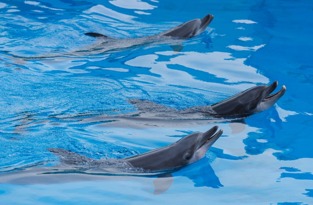 海洋公園必玩設施, 高峰樂園-海豚探秘|海洋天地 香港海洋公園攻略