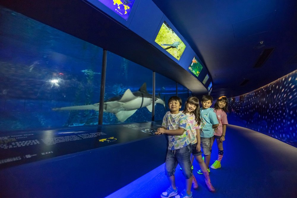 海洋公園必玩設施, 高峰樂園-尋鯊探秘|海洋天地, 香港海洋公園攻略, 海洋公園水族館, 香港海洋公園鯊魚