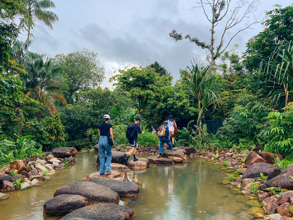 Mandai Rainforest Wild Asia - Forest Floor Visitors Crossing